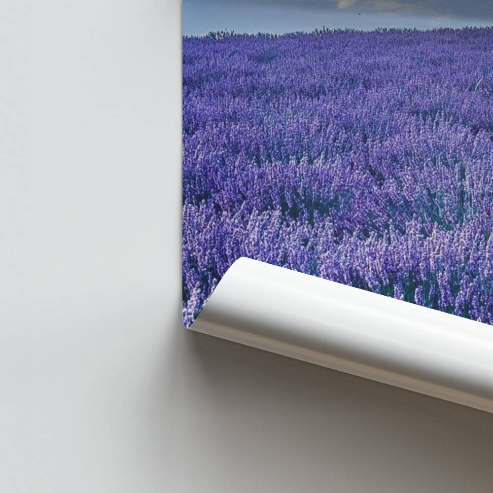 Lavendel sereniteit poster
