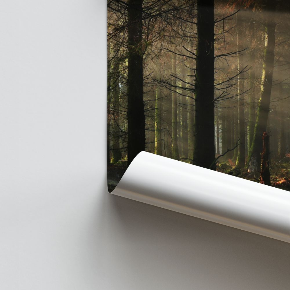 Poster Forêt Sombre