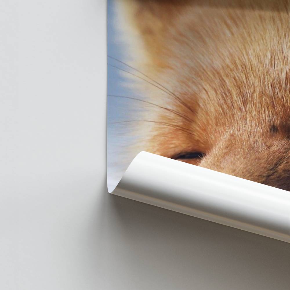 Poster Mijmering van de Vos