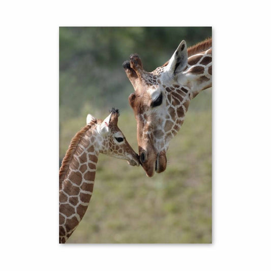 Poster Tendresse de Girafes