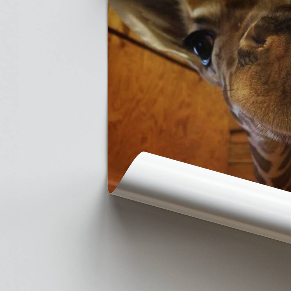 Giraf vreugde poster