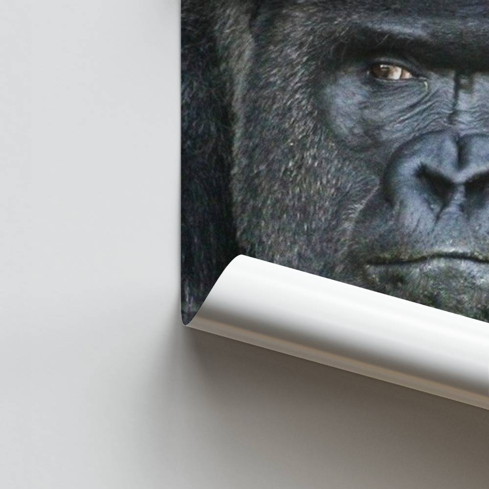 Wijze Gorilla-poster