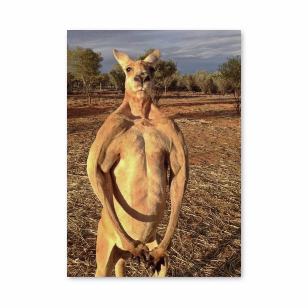 Poster Kangaroo Fierce