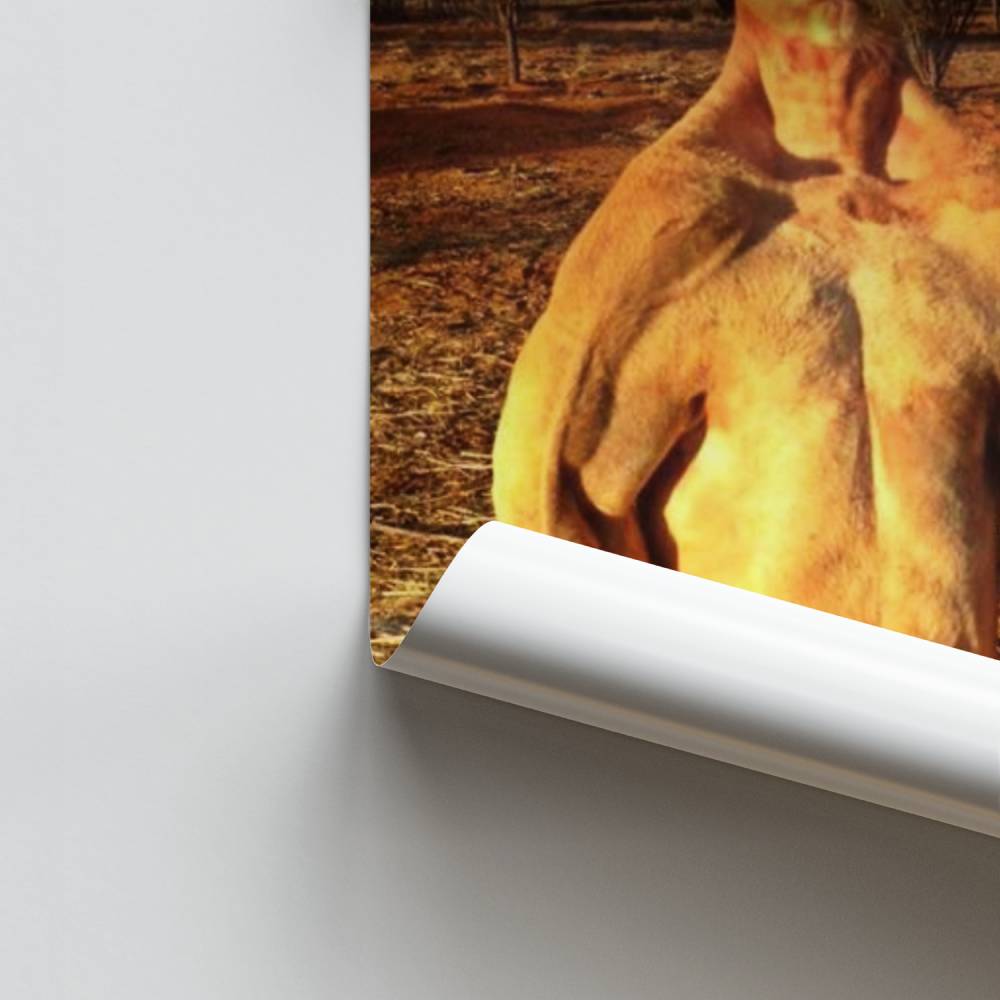 Kangoeroe felle poster