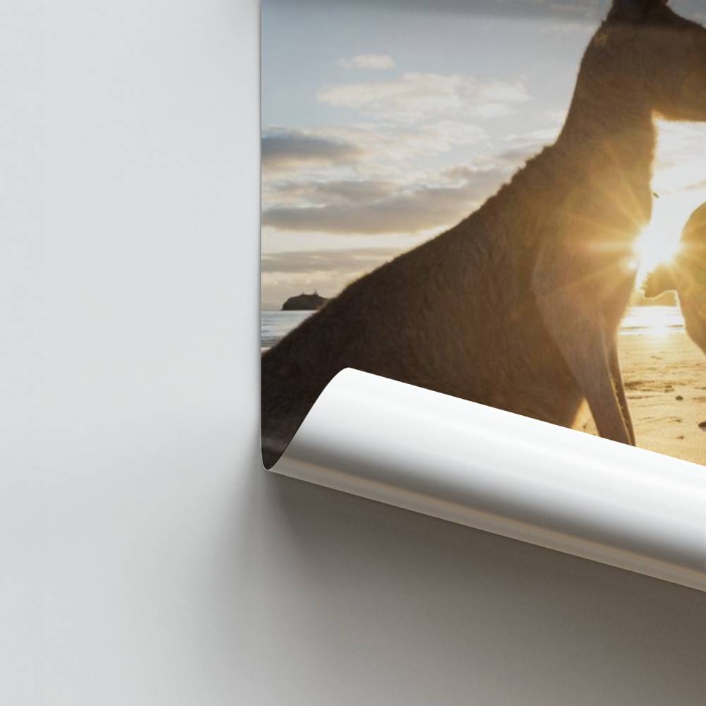 Poster Zonsopgang met kangoeroes