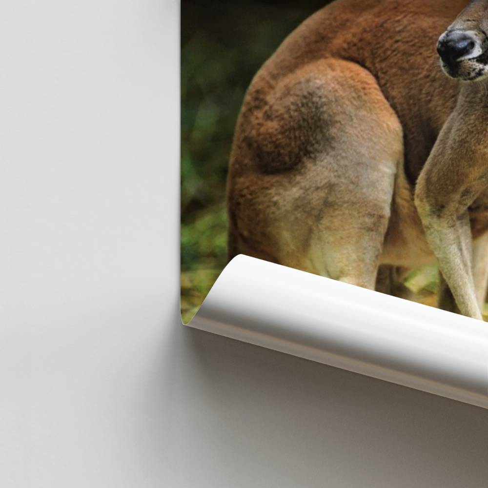 Poster Kangoeroe Grace