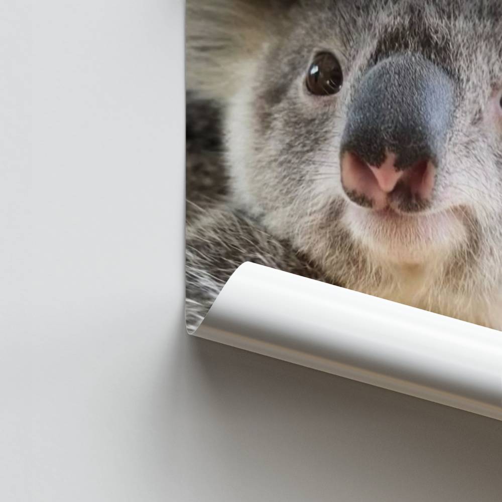 Zoete Koala-poster