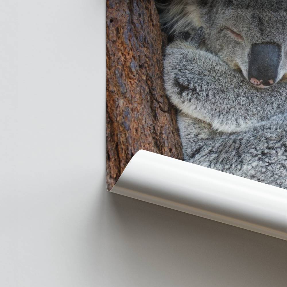 Koala droomposter