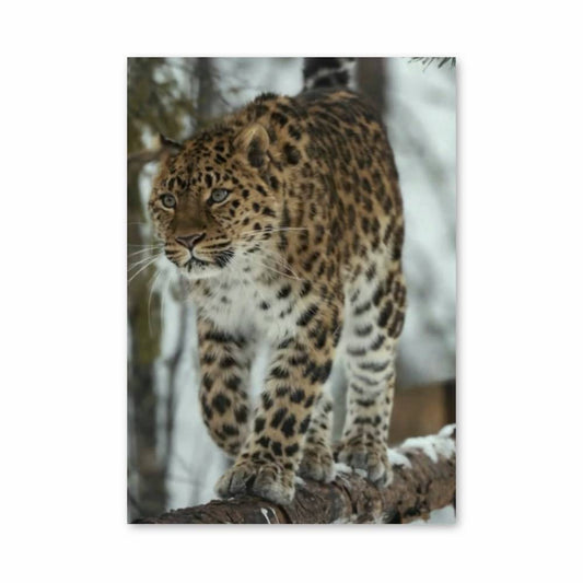 Poster Élegant Léopard