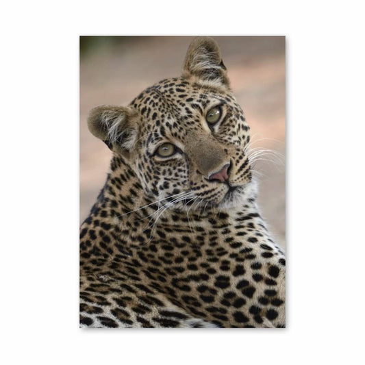 Poster Éclat de Léopard