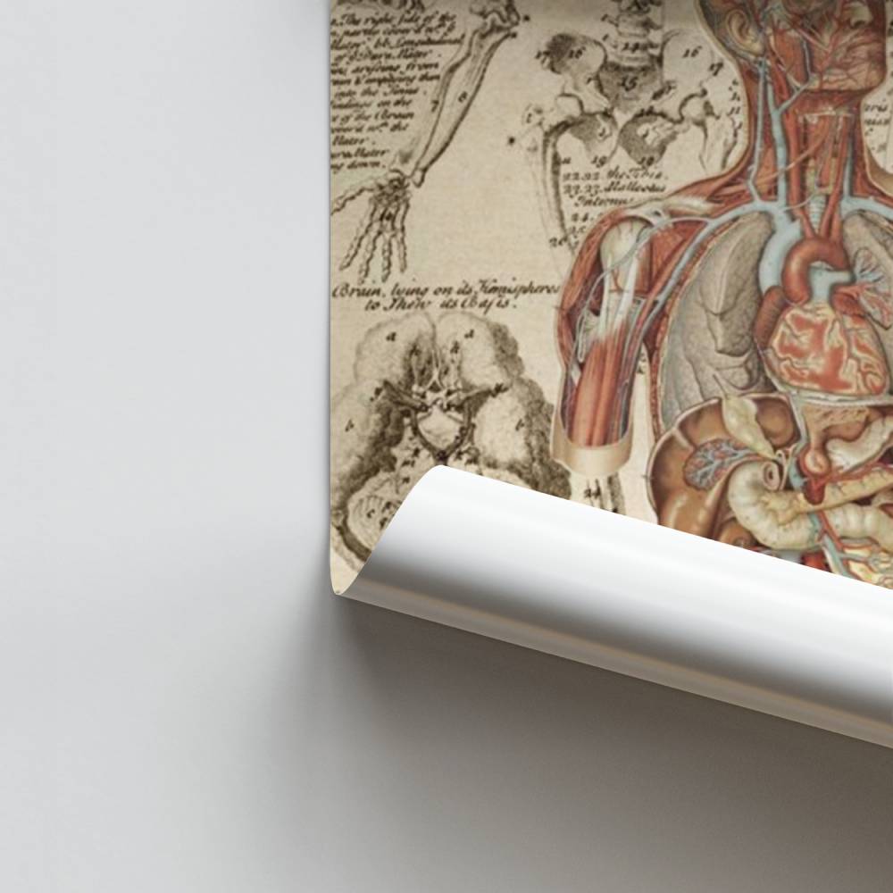 Poster Anatomie Victorienne