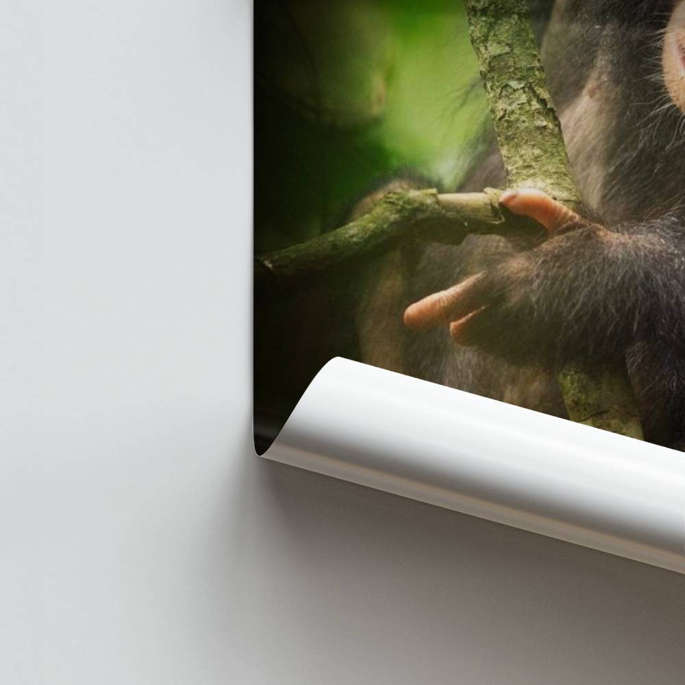 Jungle Primaat-poster