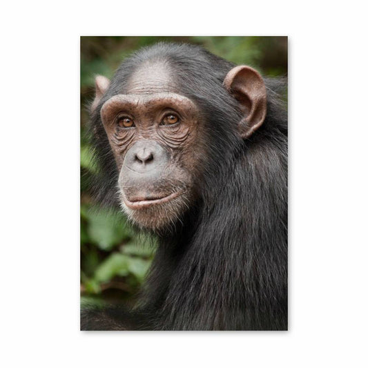 Poster Sagesse du Singe