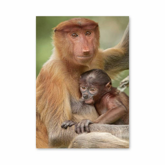 Poster Affection Primate
