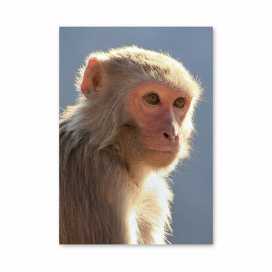 Poster Primate Sérénité