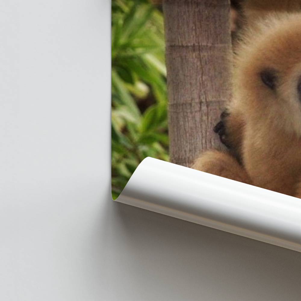 Gibbon jungle-poster