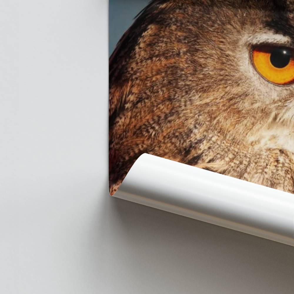 Poster Blik van de Uil