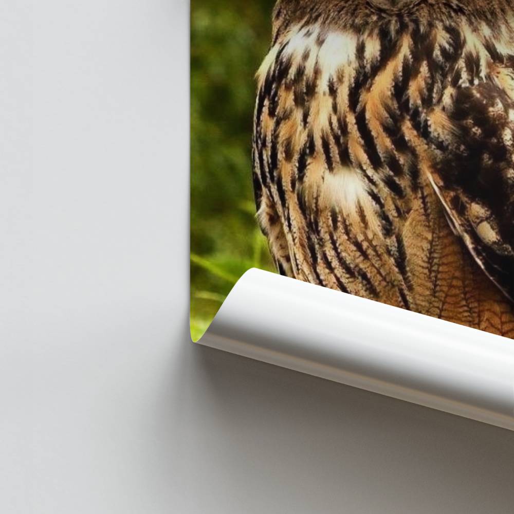 Poster Majesteit Uil