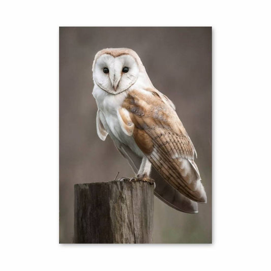 Poster Chouette Énigmatique