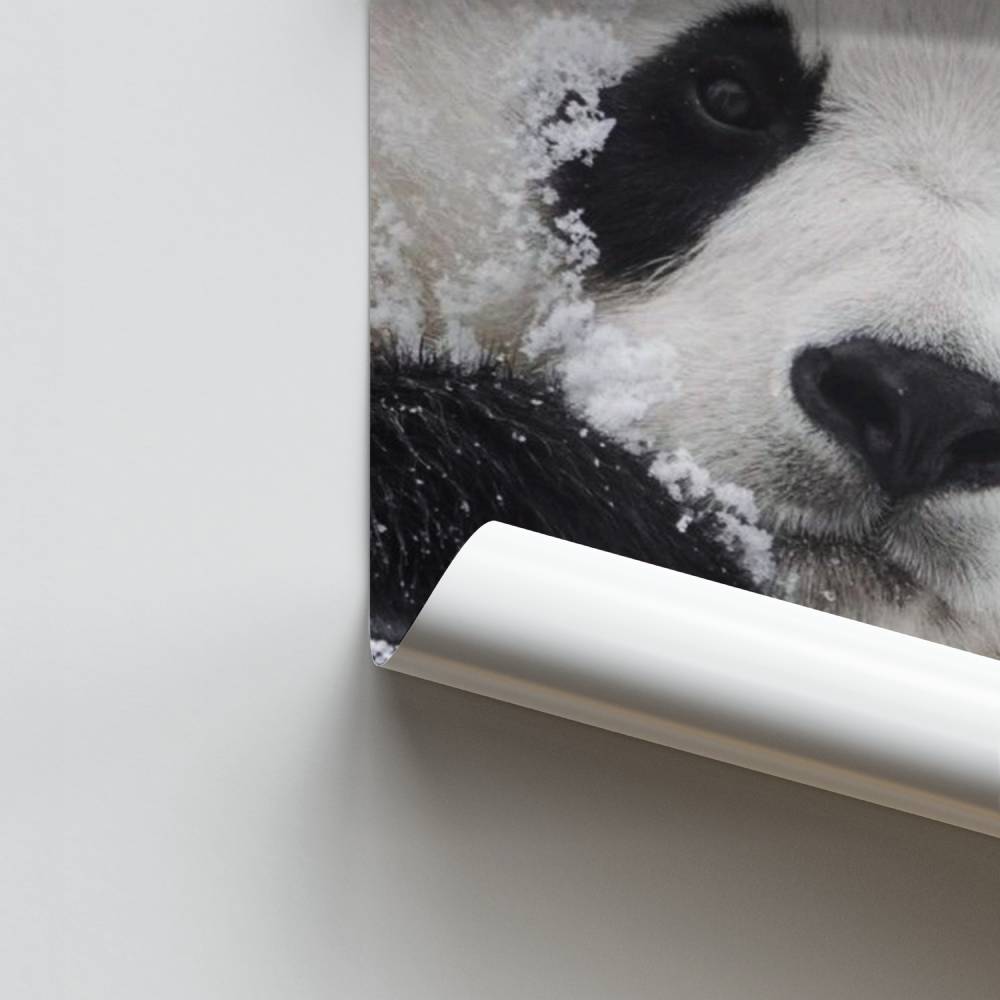 Sneeuwpanda-poster