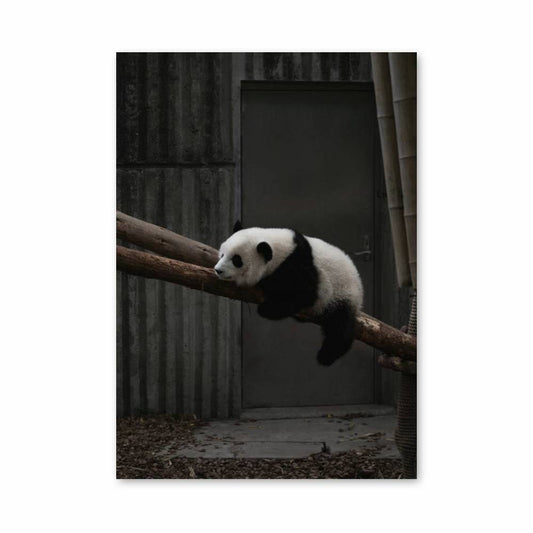 Poster Panda Rêveur