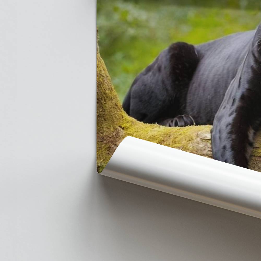 Elegante Panterposter