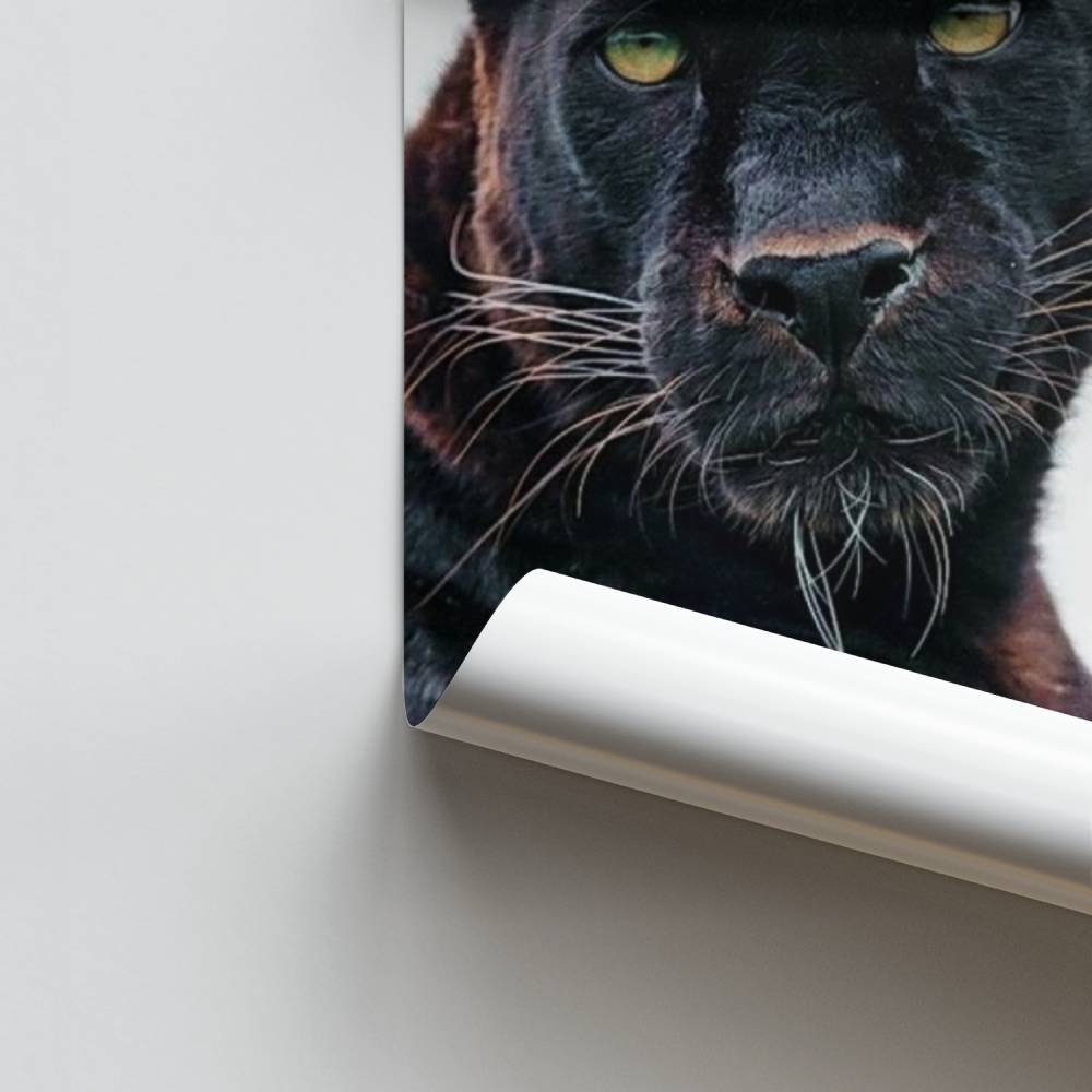 Nachtelijke Majesteit Poster