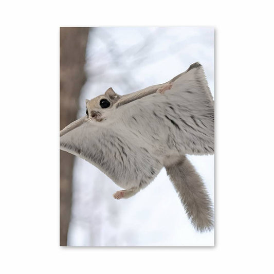 Poster Écureuil Volant