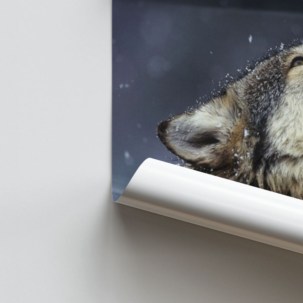 Zingende Wolf-poster