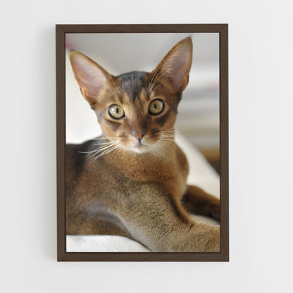 ap-abyssinian-3 cadre Bois foncé