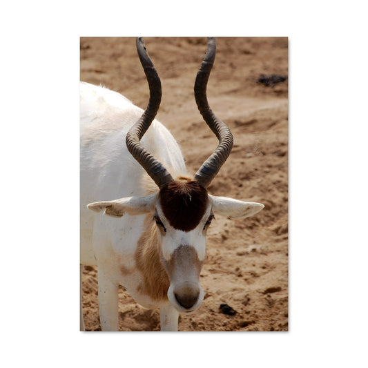 Poster La Chèvre Errante