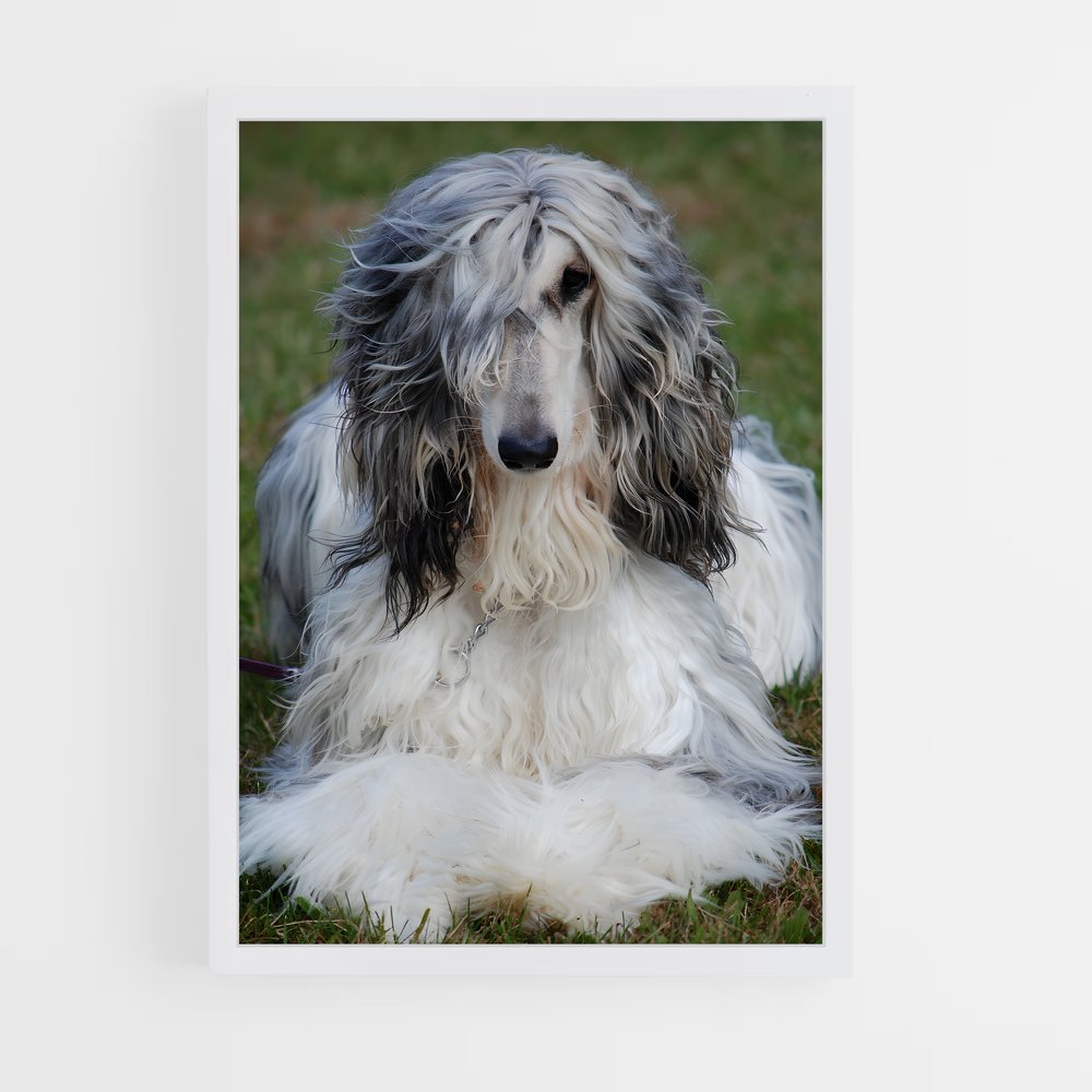 ap-afghan hound-2 cadre Blanc