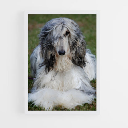 ap-afghan hound-2 cadre Blanc