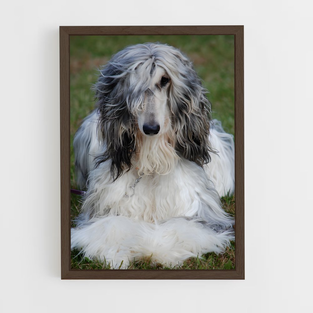 ap-afghan hound-2 cadre Bois foncé