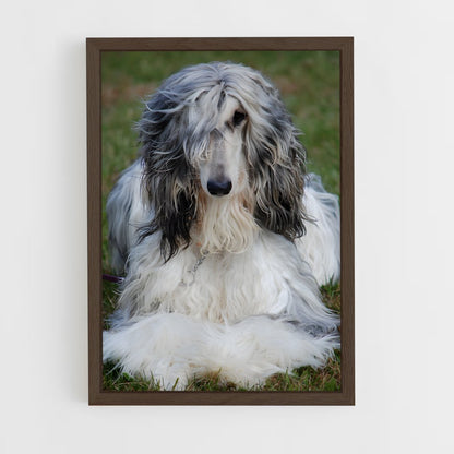 ap-afghan hound-2 cadre Bois foncé