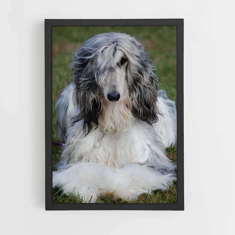 ap-afghan hound-2 cadre Noir