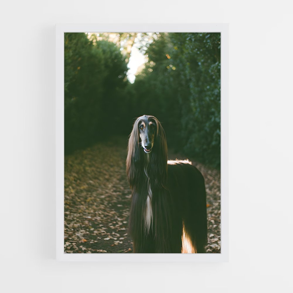 ap-afghan hound-5 cadre Blanc