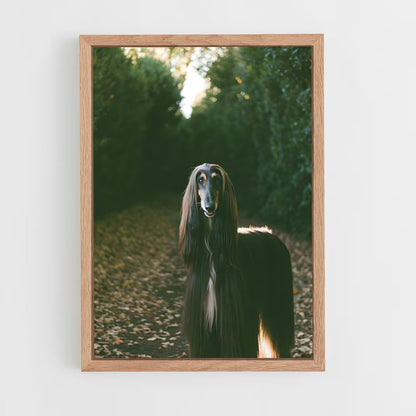 ap-afghan hound-5 cadre Bois clair