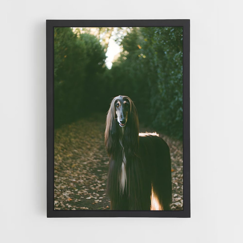 ap-afghan hound-5 cadre Noir