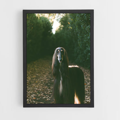 ap-afghan hound-5 cadre Noir