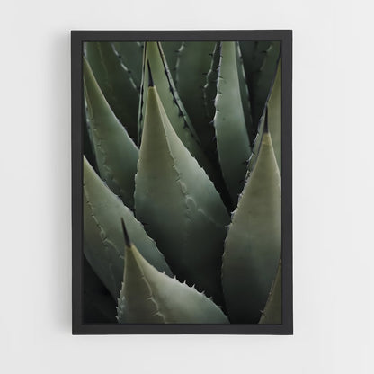 ap-agave-1 cadre Noir