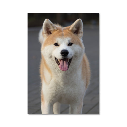 Poster Akita Joyeux
