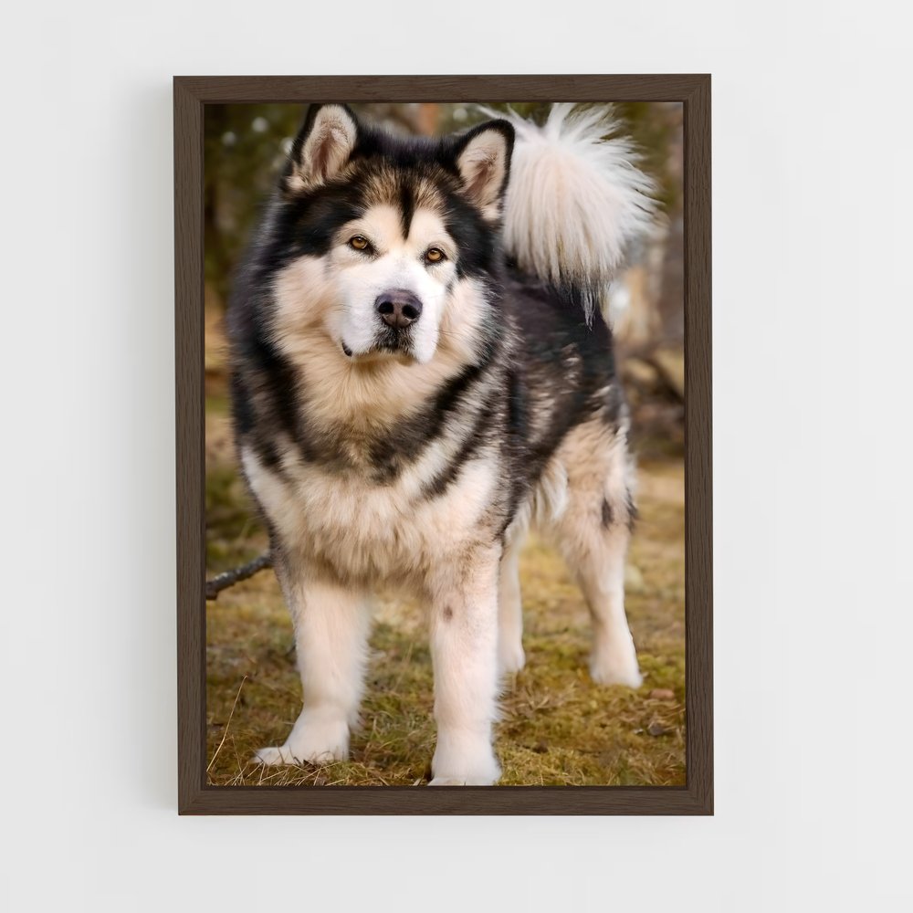 ap-alaskan malamute-1 cadre Bois foncé