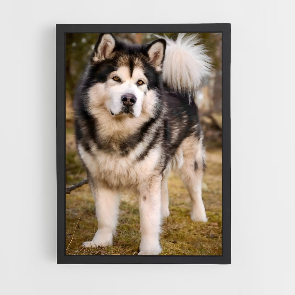 ap-alaskan malamute-1 cadre Noir