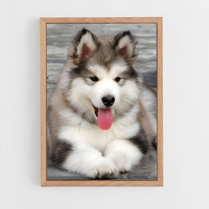 ap-alaskan malamute-2 cadre Bois clair