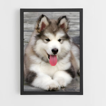 ap-alaskan malamute-2 cadre Noir