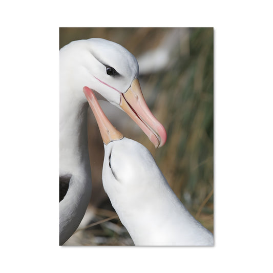 Poster Complices Ailés