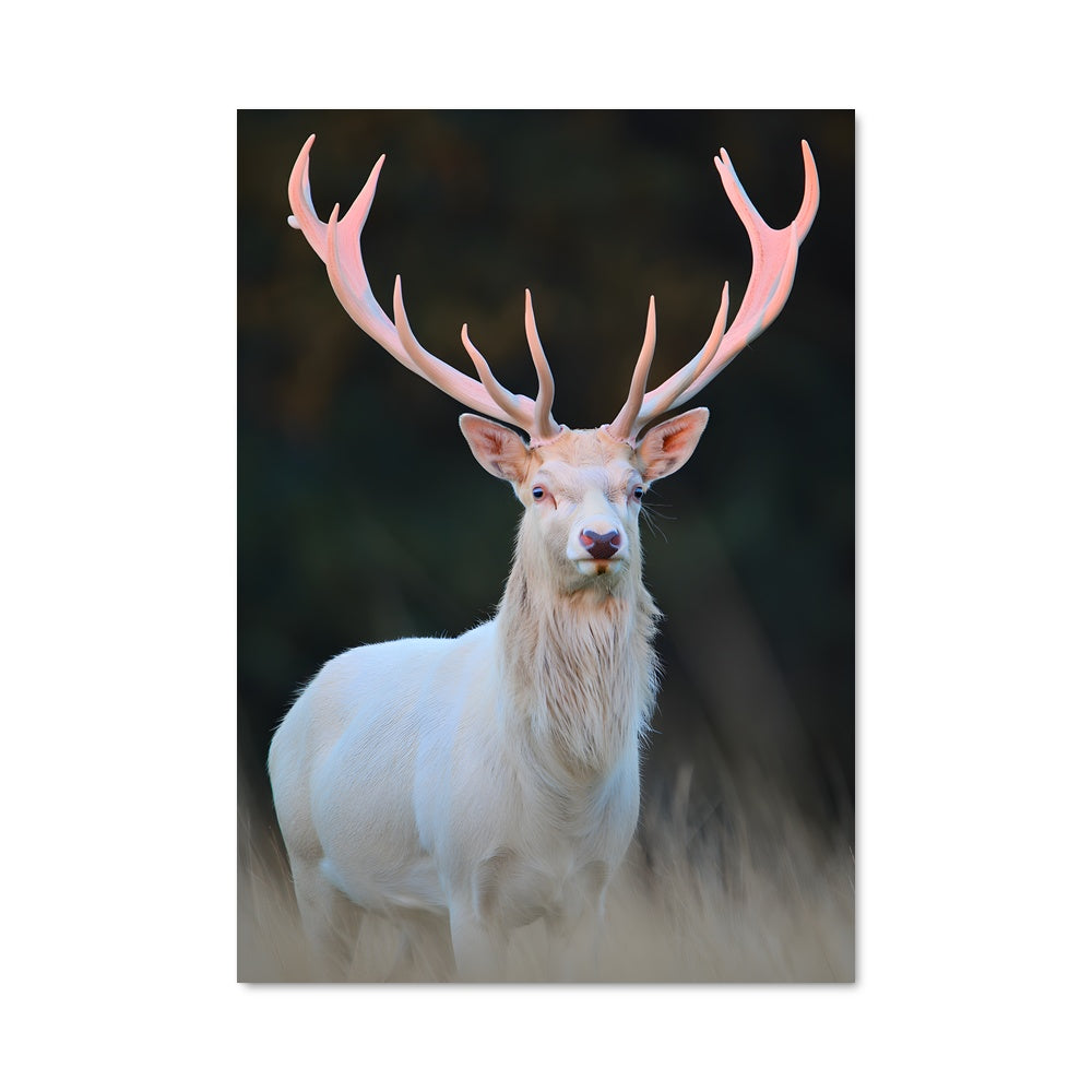 Poster Cerf Albinos