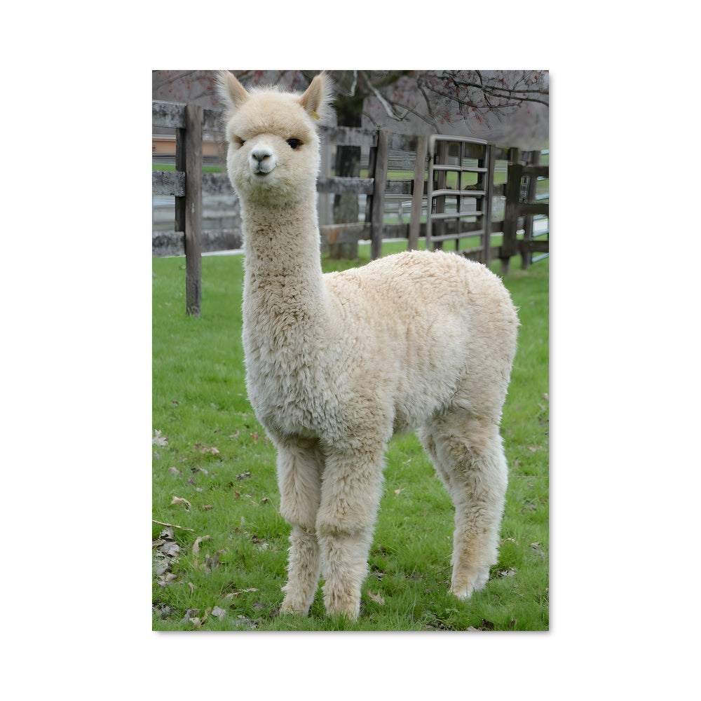 Poster Alpaga Enchanté