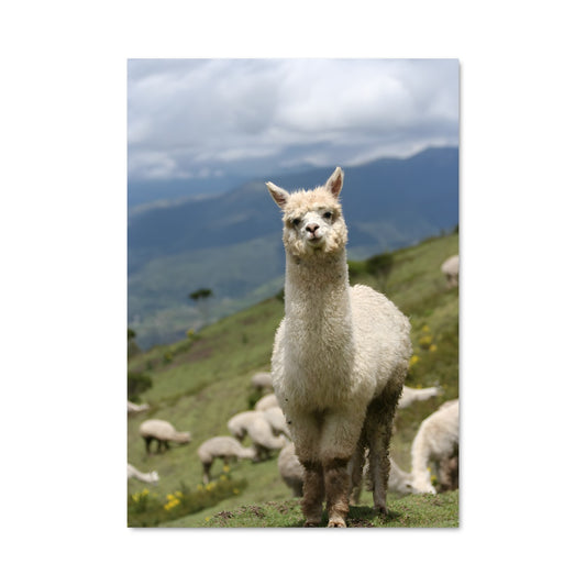 Poster Mouton Montagnard